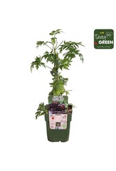 Rubus fruticosus Bezkolcowy Zimozielony Bio P13