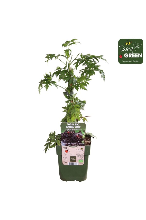 Rubus fruticosus Bezkolcowy Zimozielony Bio P13