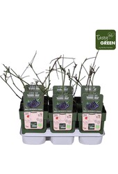 Rubus fruticosus Bezkolcowy Zimozielony Bio P13