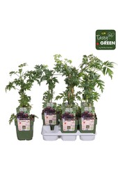 Rubus fruticosus Bezkolcowy Zimozielony Bio P13