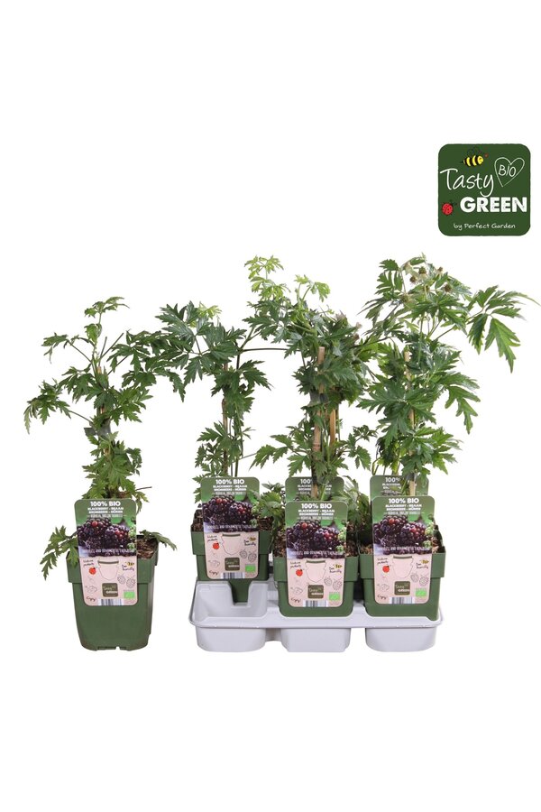 Rubus fruticosus Bezkolcowy Zimozielony Bio P13