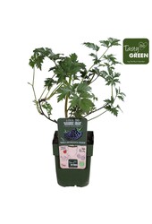 Rubus fruticosus Bezkolcowy Zimozielony Bio P13