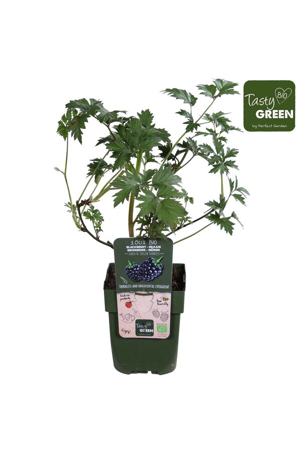 Rubus fruticosus Bezkolcowy Zimozielony Bio P13