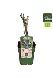 Rubus fruticosus Bezkolcowy Zimozielony Bio P13