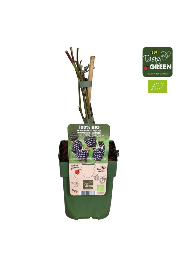 Rubus fruticosus Bezkolcowy Zimozielony Bio P13