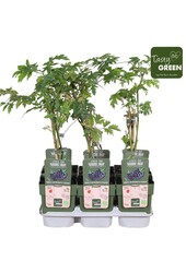 Rubus fruticosus Bezkolcowy Zimozielony Bio P13