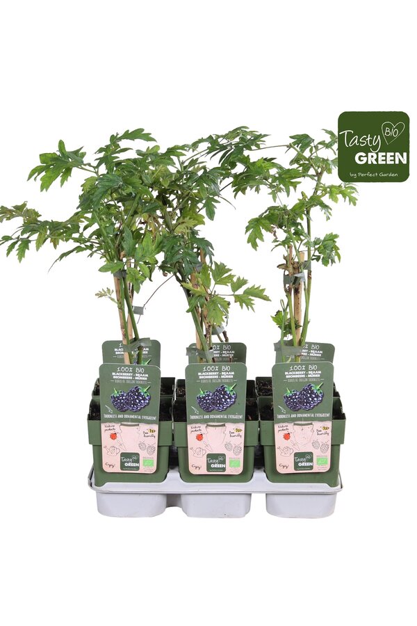 Rubus fruticosus Bezkolcowy Zimozielony Bio P13