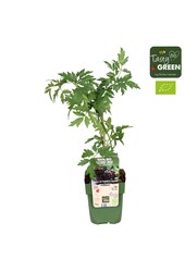 Rubus fruticosus Bezkolcowy Zimozielony Bio P13