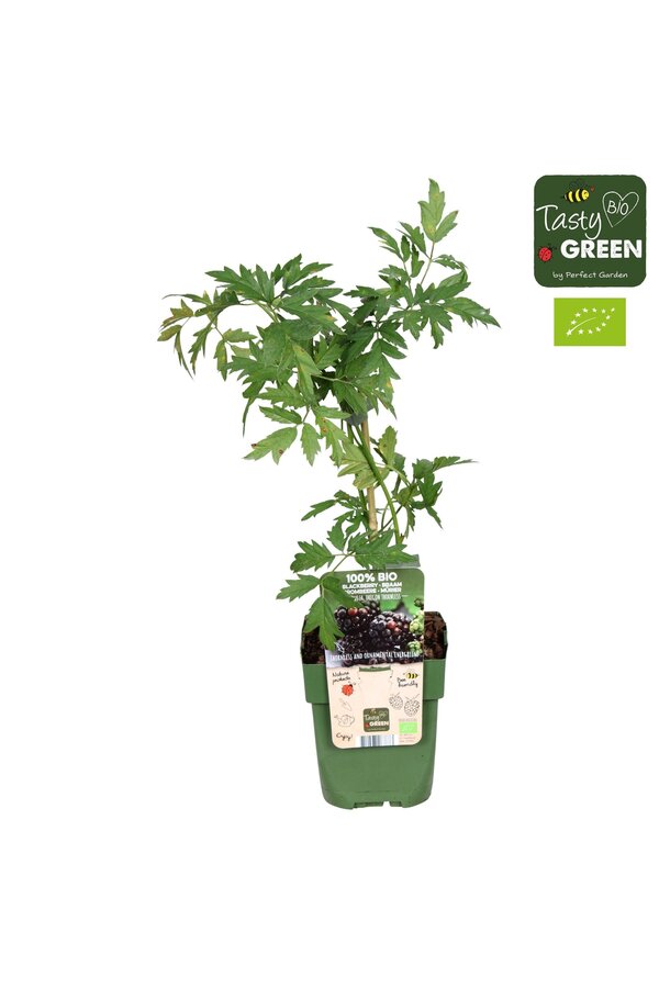 Rubus fruticosus Bezkolcowy Zimozielony Bio P13