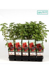Ribes rubrum Jonkheer van Tets P15