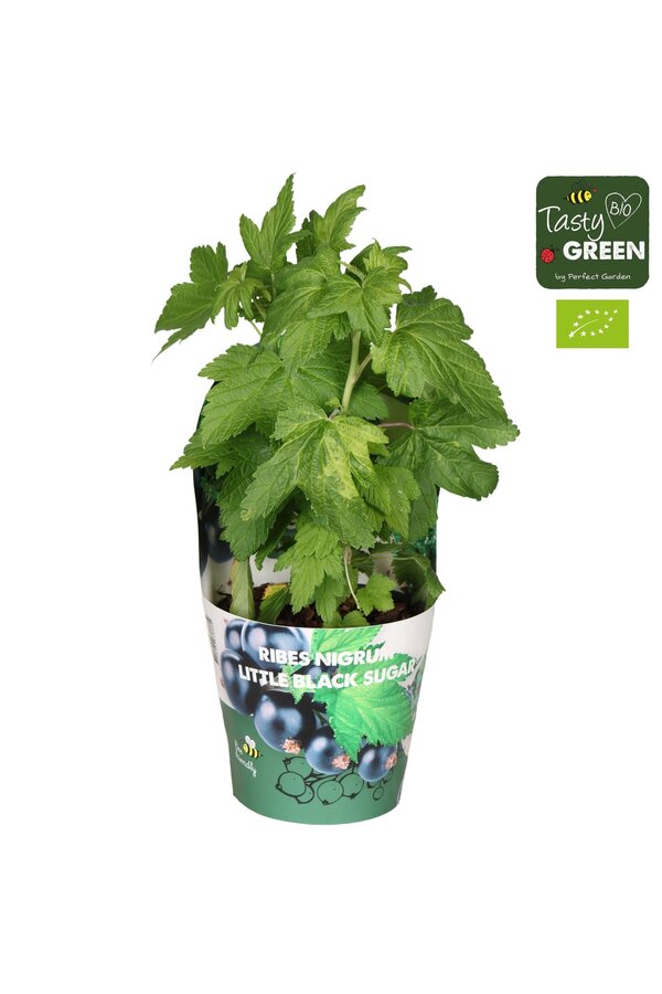 Ribes Low® Little Black Sugar® Bio P14
