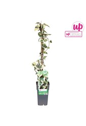 Hedera colchica Dentata Variegata P15