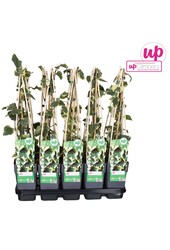 Hedera colchica Dentata Variegata P15