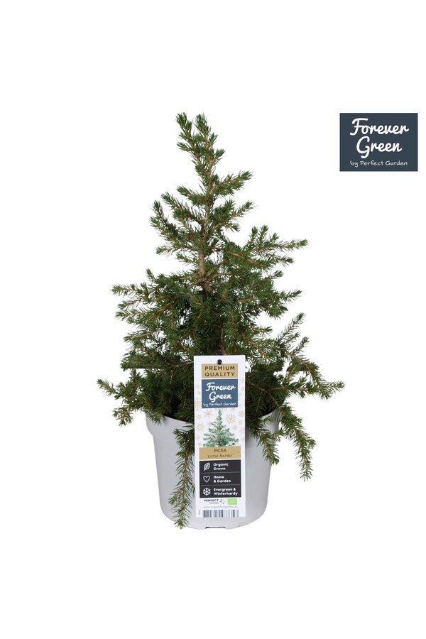 Picea glauca Little Nordic P19 Bio - (Rodzina Conica)