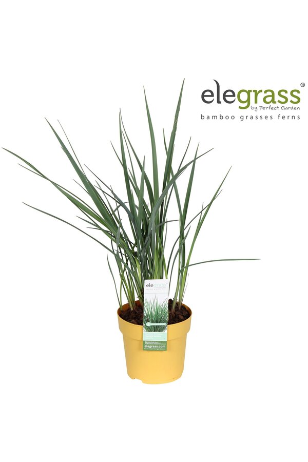 Dianella Coolvista P14