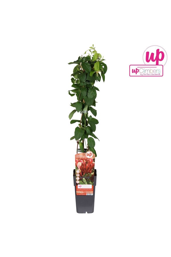 Lonicera periclymenum Belgica P15