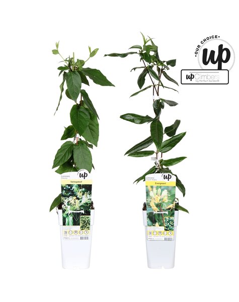 Lonicera Our Choice taca z mieszanką P15