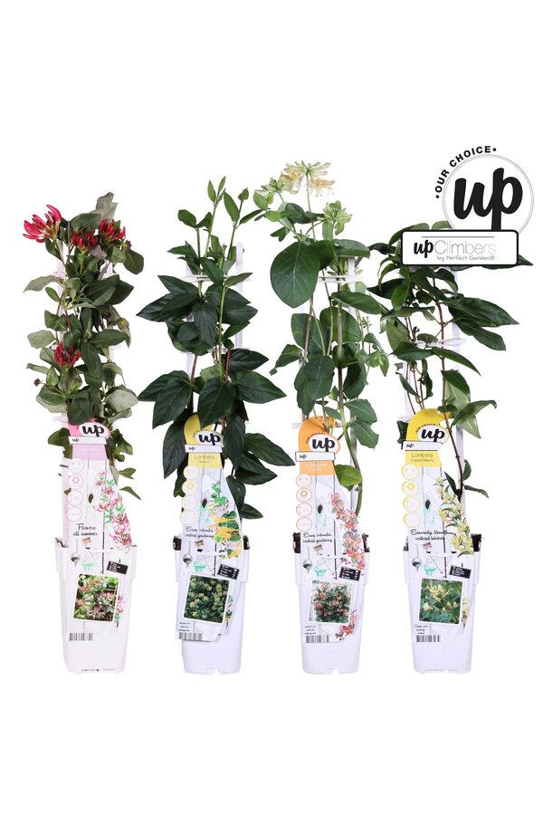 Lonicera Our Choice taca z mieszanką P15