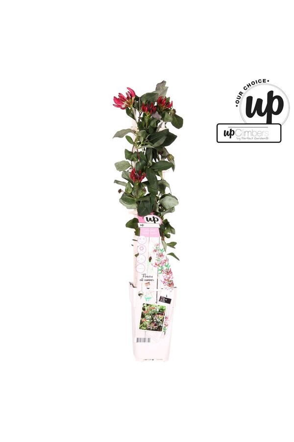 Lonicera Our Choice taca z mieszanką P15
