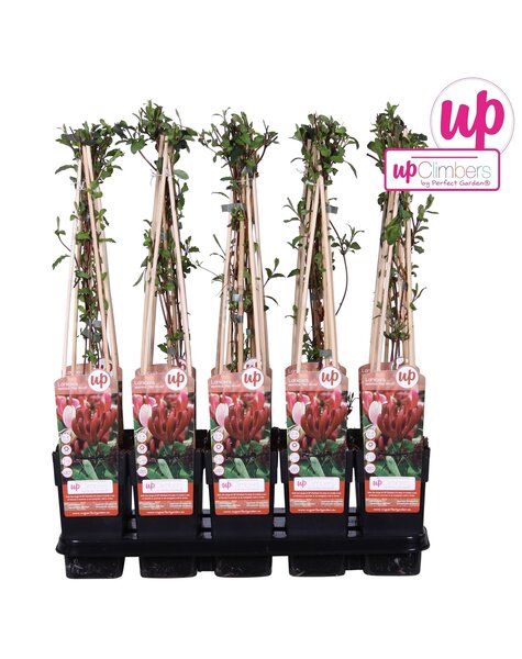 Lonicera japonica Red World P15