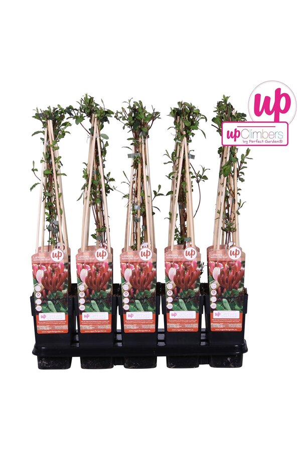 Lonicera japonica Red World P15