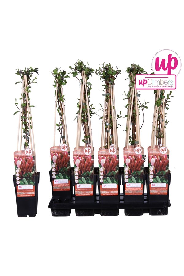Lonicera japonica Red World P15