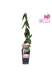 Lonicera Henryi P15