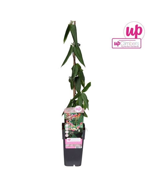 Lonicera Henryi P15