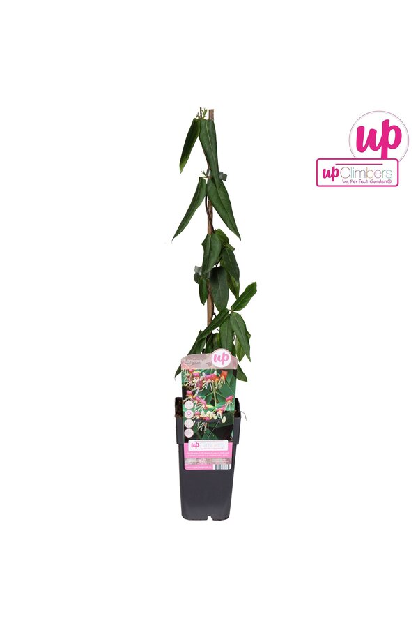 Lonicera Henryi P15