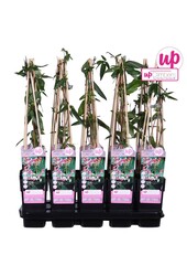 Lonicera Henryi P15