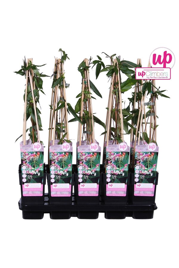 Lonicera Henryi P15