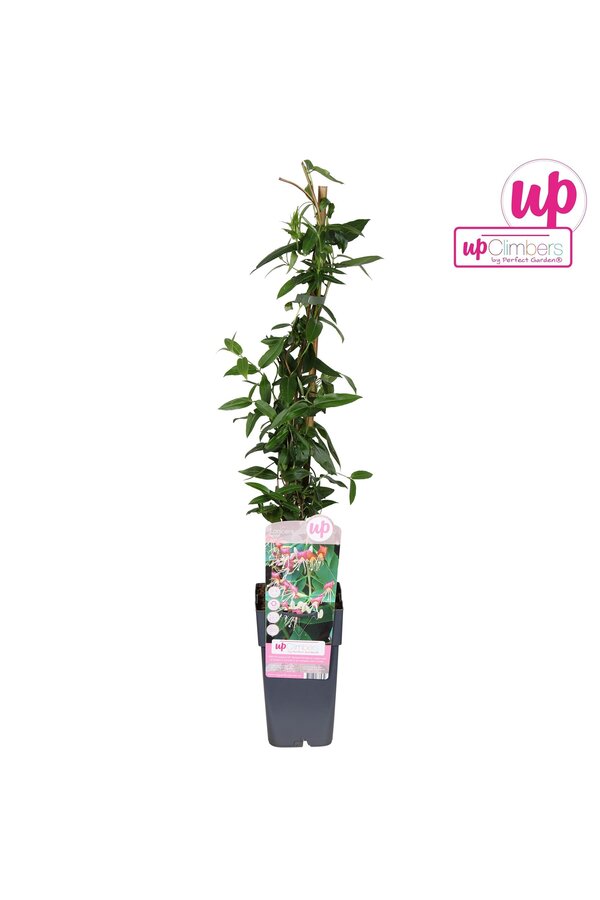 Lonicera Henryi P15