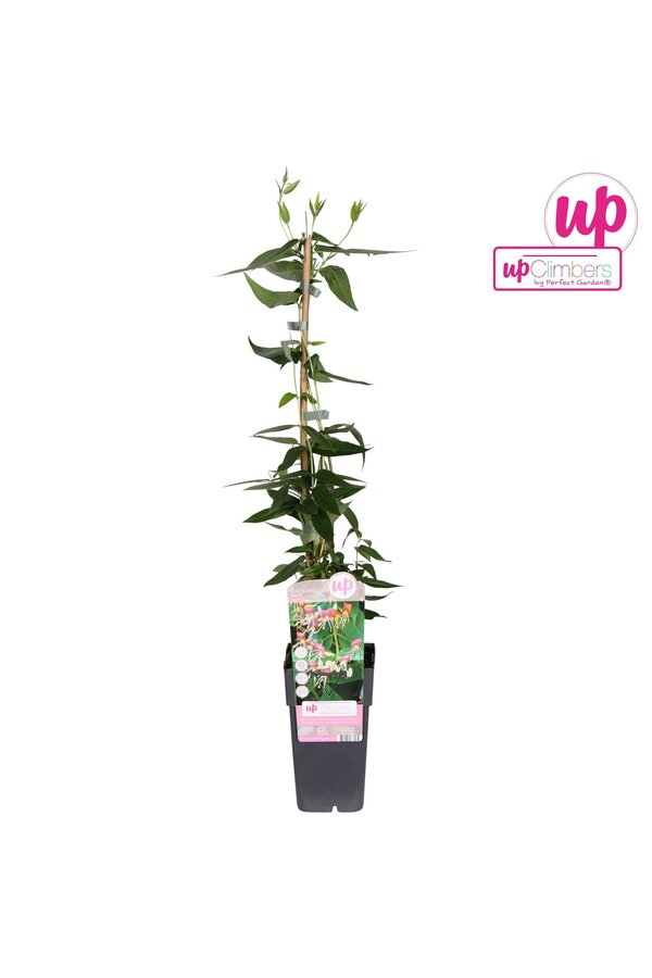 Lonicera Henryi P15