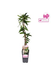 Lonicera Henryi P15