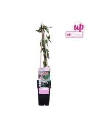 Lonicera Henryi P15