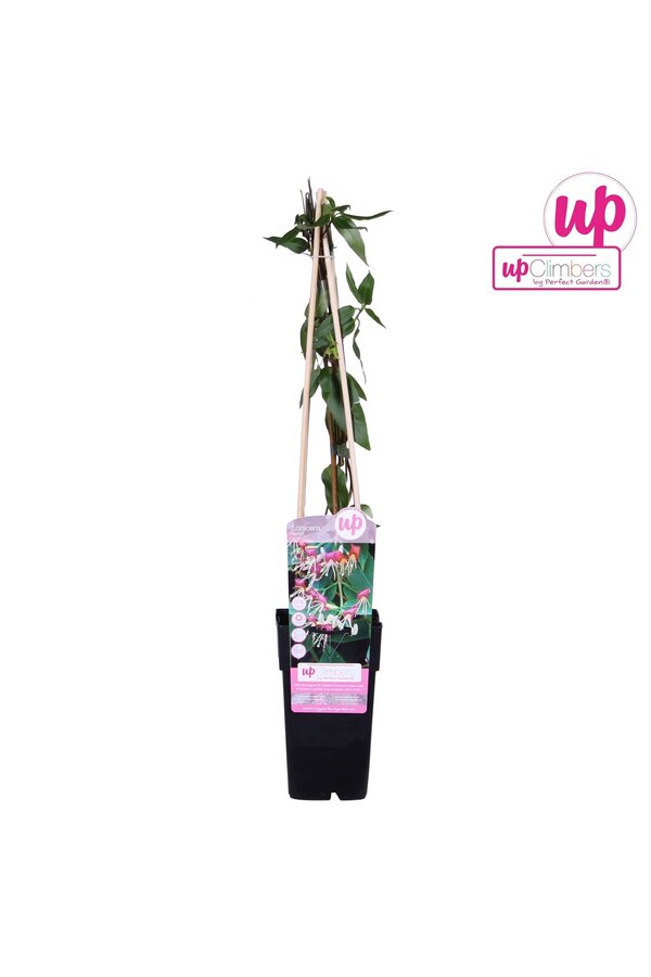 Lonicera Henryi P15