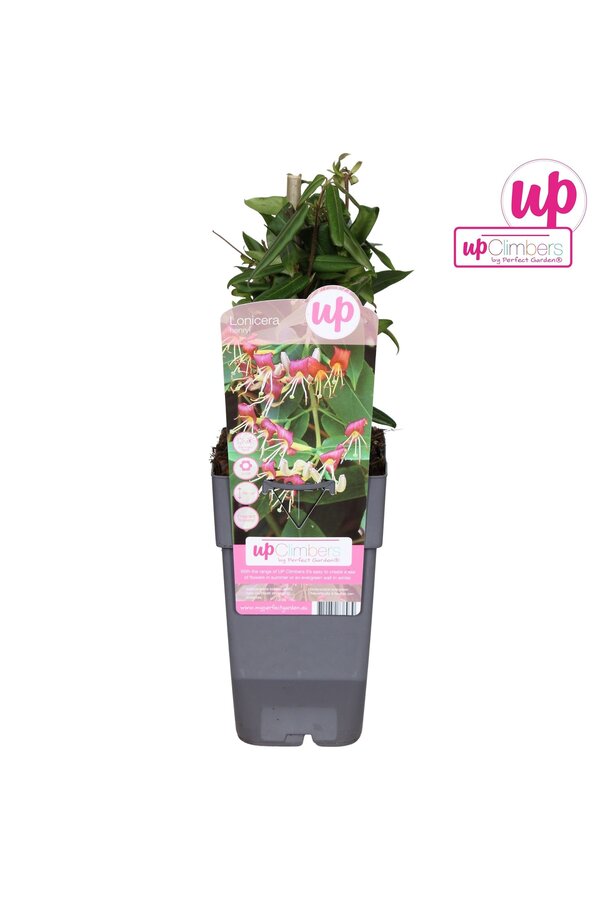 Lonicera Henryi P15