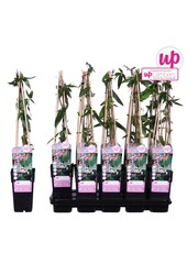 Lonicera Henryi P15