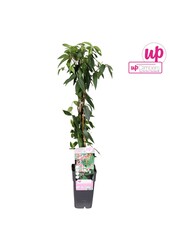 Lonicera Henryi P15