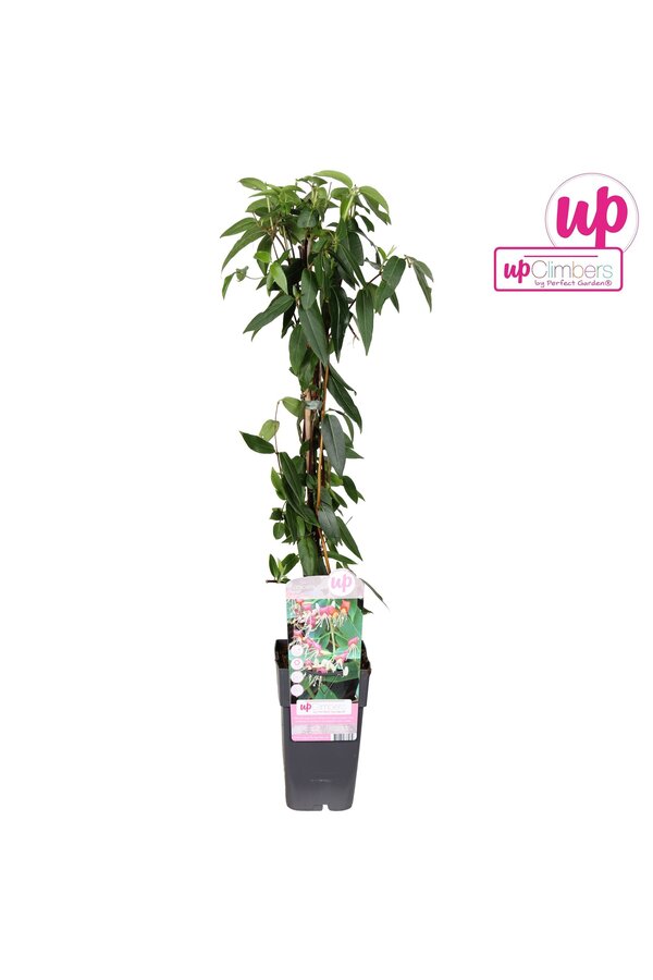 Lonicera Henryi P15