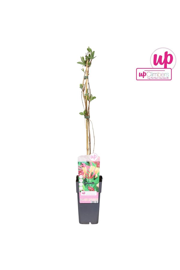 Lonicera heckrottii Goldflame P15