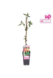 Lonicera heckrottii Goldflame P15