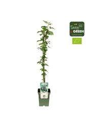 Rubus Navaho® Summerlong® Bio P23