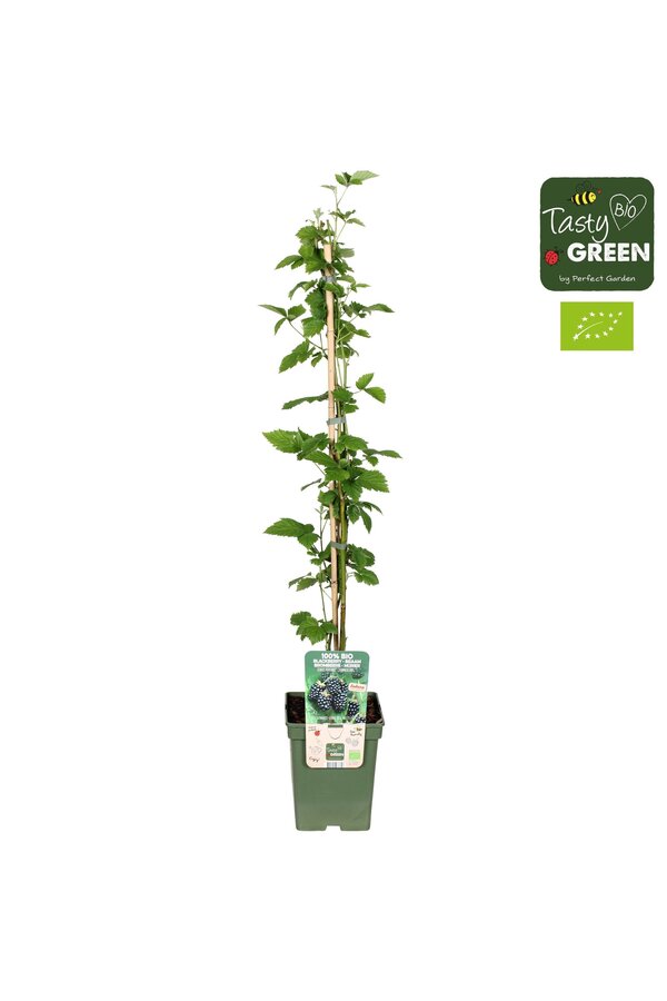 Rubus Navaho® Summerlong® Bio P23