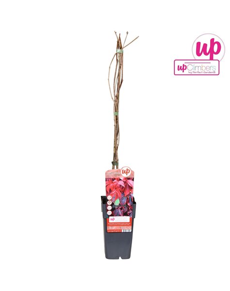 Parthenocissus quinquefolia P15