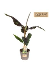 Musa sikkimensis Ever Red P21
