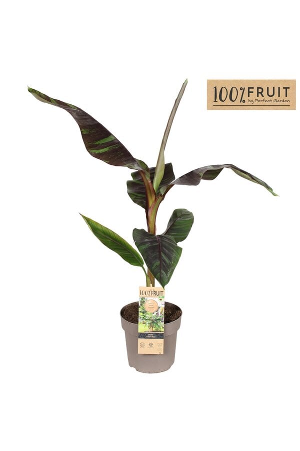 Musa sikkimensis Ever Red P21