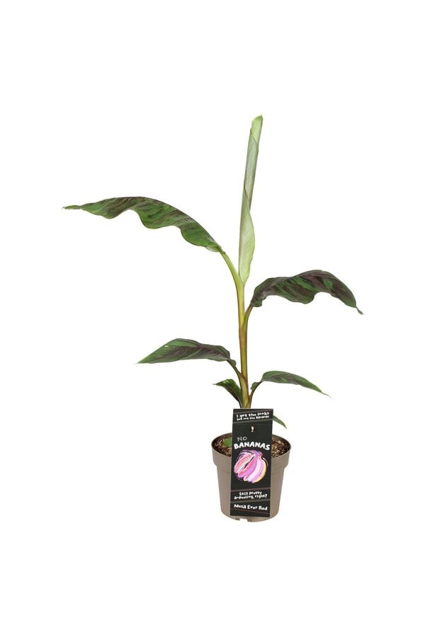 Musa sikkimensis Ever Red P21