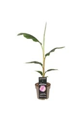 Musa sikkimensis Ever Red P21