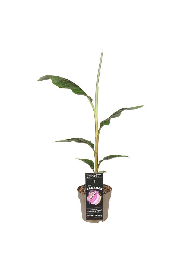 Musa sikkimensis Ever Red P21